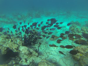 I feel like I am in an aquarium all the time