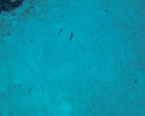 its a stingray hiding under a blanket of sand