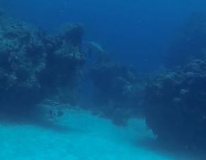 if you squint you can see a hawksbill turtle