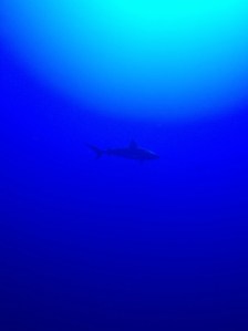 shark lurkin in the distance