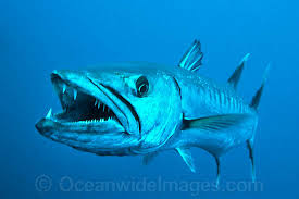 You can't tell me that barracudas aren't freaky looking, especially when they are just as long as I am...