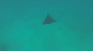eagle ray we saw while snorkeling on Provo