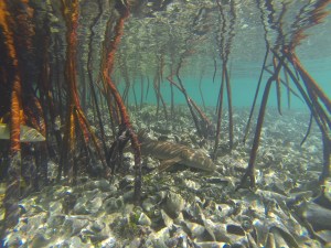nurse shark wasn't even phased by my presence