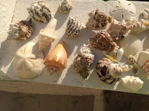 shells
