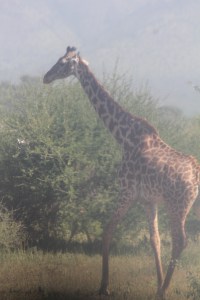 casually next to the road