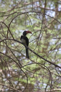 I wish I could tell you what this bird is called, but I forget...