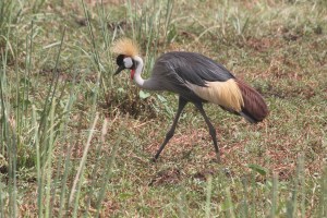 Grey crowned crane