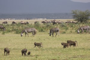 zebras and baboons