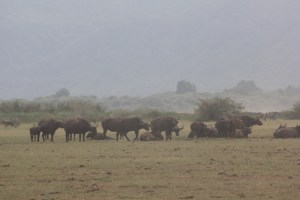 cape buffalo