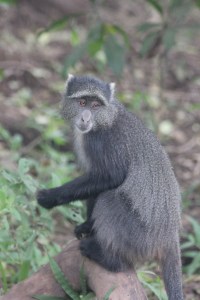 blue monkey