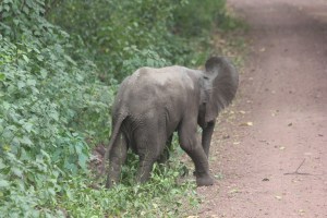baby elephant walked right in front of us.  I cried a lil
