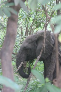 I think elephants are my fave African mammal