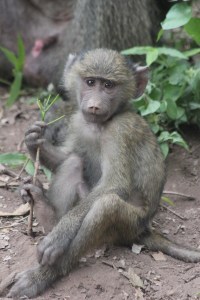 baby baboon