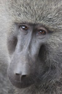 can't tell if he wanted to kill me or hug me.  Baboons are actually pretty vicious.  