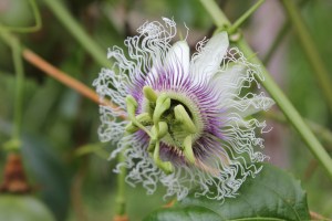 such a pretty and inticate slower, Gibbs Farm