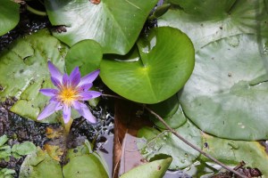 a lot of flower pica, sorry not sorry