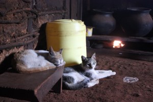kitties (paka) in the kitchen!