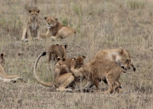 this pride of lions was amazing, took like 1000 pics