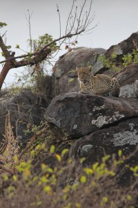 I will never forget sobbing at rainforest café because of the scary leopard.  Now I am seeing them in the wild appreciating their beauty