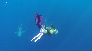 Playing with sharks on the North Shore, Oahu