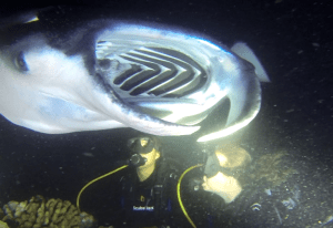 manta rays on the big island