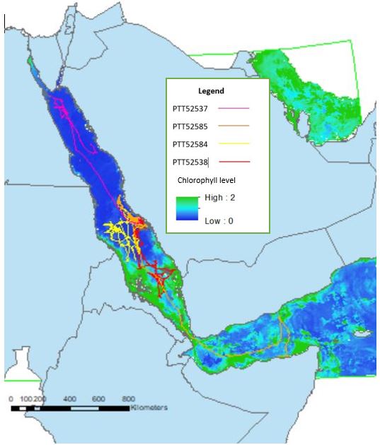 migrating whale sharks